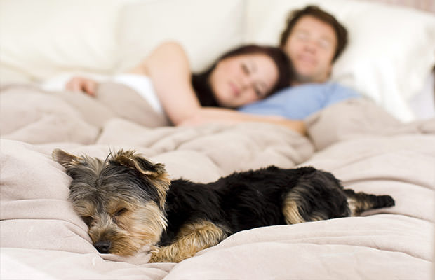 bigstock-Happy-couple-laying-in-bed-wit-15695993